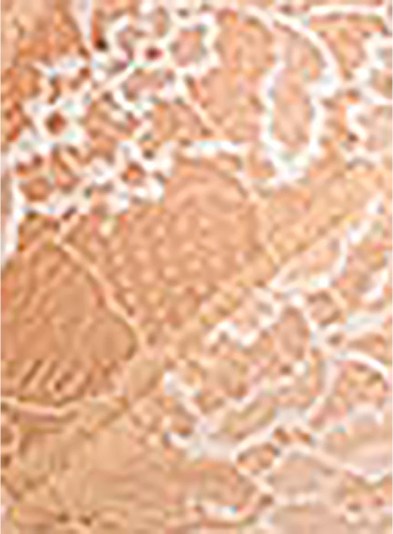 Wacoal: Lace Perfection Chemise Cafe Creme - Image 5